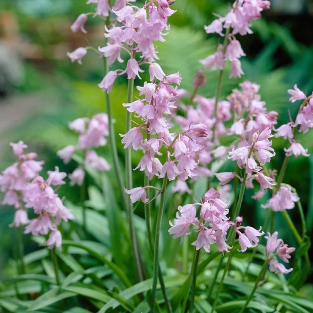 🌸Pink Wood Hyacinth Bulbs 40 bulbs $20